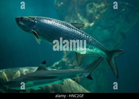 Tarpon atlantique (Megalops atlanticus). Banque D'Images