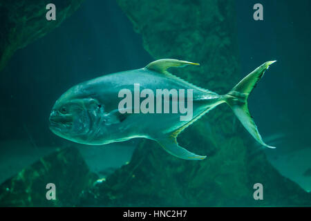 Caranges (Caranx sexfasciatus), aussi connu comme le grand carangues. Banque D'Images