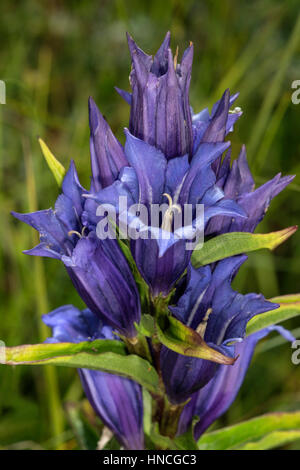 Willow (Gentiana asclepiadea gentiane), Nördlingen, Bavière, Allemagne Banque D'Images