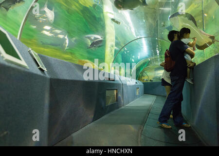 Chiang Mai, Thaïlande - septembre 7, 2016 : les gens qui regardent les poissons et de s'amuser ensemble sur un voyage de jour à Chiang Mai zoo aquarium dans Chiang Mai, Sesana Banque D'Images