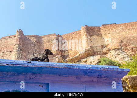 Un chien se trouve sur le toit du temple de Mahadeva Vishveshvara à Jodhpur, Inde, dans l'ombre de la Mehrangarh Fort. Banque D'Images