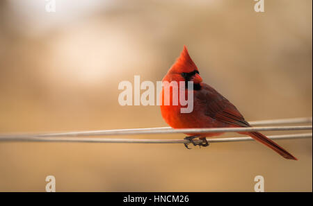 Le cardinal rouge mâle perché sur une ligne avec le soleil sur son dos. Banque D'Images