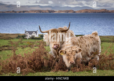 Vache Highland veau et par la mer en Ecosse. Banque D'Images