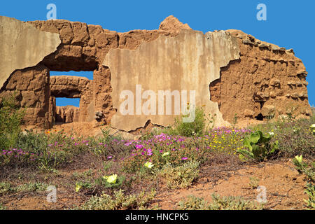 Anciennes ruines et fleurs sauvages aux couleurs vives, le Namaqualand, Afrique du Sud Banque D'Images