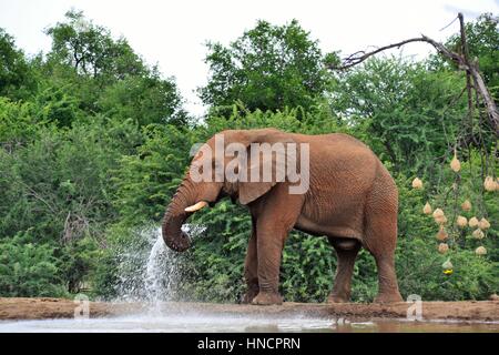 Éléphant à trou d'arrosage Banque D'Images