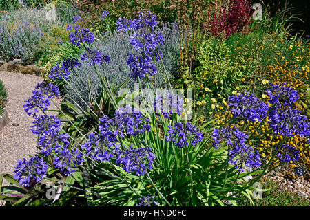 Un Chalet jardin fleur frontière avec la plantation mixte dont la Verveine bonariensis verbascum et Mullen Banque D'Images