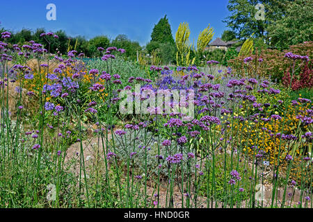 Un Chalet jardin fleur frontière avec la plantation mixte dont la Verveine bonariensis verbascum et Mullen Banque D'Images