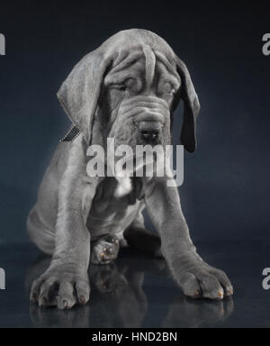 Chiot Dogue Allemand gris avec une face ridée sur fond sombre Banque D'Images