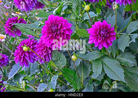 De près de l'Hydrangea 'Purple Flame' dans une bordure de fleurs Banque D'Images