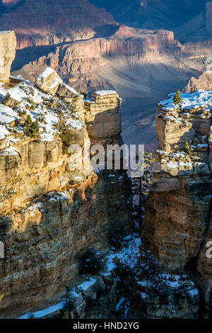 Un pin s'accroche à la vie protégé par Grand Canyon formations. Point Navajo Banque D'Images