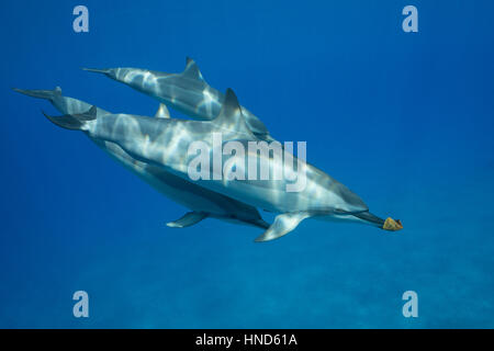 Hawaiian dauphins ou Gray's spinner dolphin, Stenella longirostris longirostris, jouant avec la feuille, l'Ho'okena Beach, South Kona, Hawaï ( t Banque D'Images