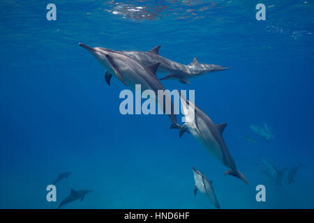 Hawaiian dauphins ou Gray's spinner dolphin, Stenella longirostris, socialiser ; un dauphin à bec en ciseaux, difformité Hookena, Hawaii, USA Banque D'Images
