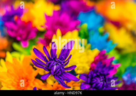 Teints de couleur plusieurs bouquets de marguerites