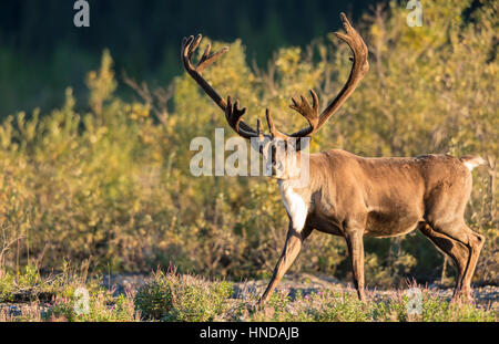 Un taureau le caribou (Rangifer tarandus) traverse la rivière Teklanika dans le soleil de l'après-midi dans le parc national Denali, en Alaska. Banque D'Images