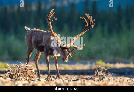 Un taureau le caribou (Rangifer tarandus) secoue l'eau et de la fourrure après avoir traversé la rivière Teklanika dans le soleil de l'après-midi dans le parc national Denali, en Alaska. Banque D'Images