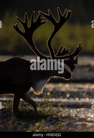 Un taureau le caribou (Rangifer tarandus) traverse la rivière Teklanika dans le soleil de l'après-midi dans le parc national Denali, en Alaska. Banque D'Images