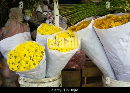 Belle chrysanthème jaune sur un pot photo prise à Bogor en Indonésie Banque D'Images