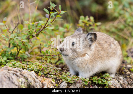 Un collier (pika Ochotona collaris) est titulaire d'un morceau de plante dans sa bouche dans le parc national Denali, Alaska Banque D'Images