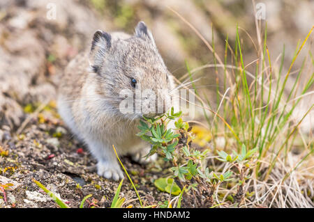 Un collier (pika Ochotona collaris) fonctionne sur manger une petite usine dans le parc national Denali, Alaska Banque D'Images