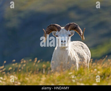 Un mouflon de Dall (Ovis dalli) ram se dresse sur une pente raide sur une montagne verte après-midi ensoleillé dans le Parc National Denali et préserver, de l'Alaska Banque D'Images