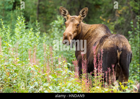 Une vache de l'orignal (Alces alces) se trouve dans une colline de l'épilobe découle dans le Parc National Denali et préserver, de l'Alaska Banque D'Images