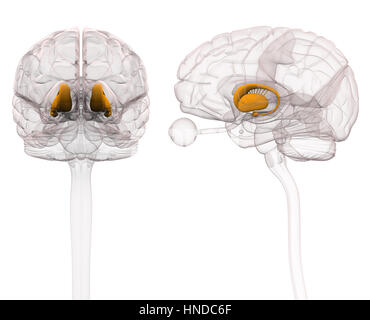 Basal Ganglia - anatomie du cerveau - 3d illustration Banque D'Images