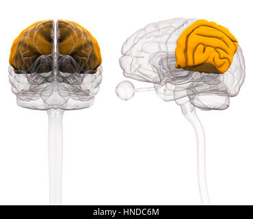 L'anatomie du cerveau pariétal - 3d illustration Banque D'Images