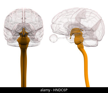 L'anatomie du cerveau de la moelle épinière - 3d illustration Banque D'Images