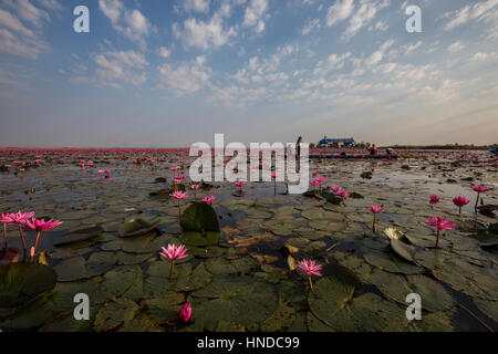 Red Lotus Lake Kumphawapi près de Udon Thani est un lac spécial officiellement appelé Nong Han Kumphawapi s'appellent les thaïlandais Talay Bua Daeng signification : Banque D'Images