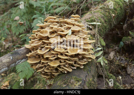 Champignon Armillaria mellea (Miel) Banque D'Images