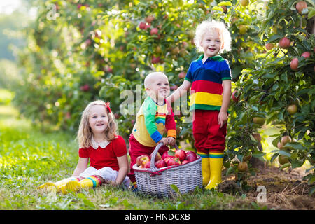 Les enfants la cueillette des pommes dans une ferme à l'automne. Petite fille, garçon et bébé jouant à apple tree orchard. Les enfants cueillir des fruits dans un panier. L'alimentation des tout-petits frui Banque D'Images