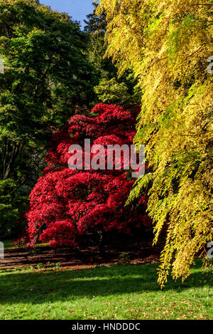 Feuillage de l'automne à Batsford Arboretum Banque D'Images