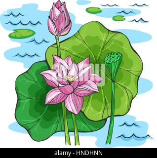 Croquis de couleur vecteur des fleurs de lotus. Illustration de Vecteur