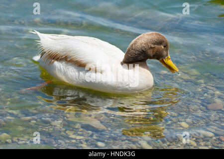 Leucistic Albino, Drake Mallard Duck Banque D'Images