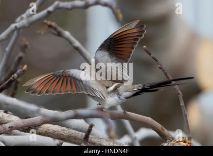 Namaqua Dove Oena capensis femelle vagabond Chypre Printemps Banque D'Images