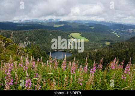 Voir l'envers du Feldsee montagne Feldberg, Forêt Noire, Allemagne Banque D'Images