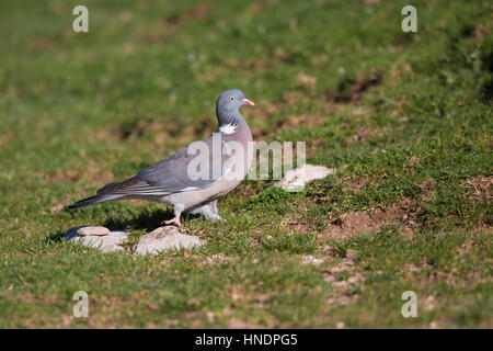 Oiseau, pigeon ramier Banque D'Images