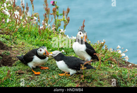 Colonie de Puffin sur l'île de Skomer au large de la côte de Pembrokeshire. Nous avons ici un groupe de macareux de thrtee Banque D'Images