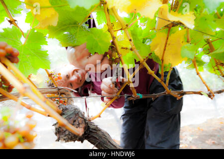 Ruth Finney picking grapes sur le vignoble de San Juan, l'État de Washington USA Banque D'Images