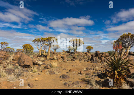 Quiver Tree Forest, Keetmanshoop, Namibie Banque D'Images