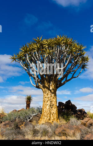 Quiver Tree Forest, Keetmanshoop, Namibie Banque D'Images