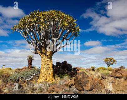 Quiver Tree Forest, Keetmanshoop, Namibie Banque D'Images