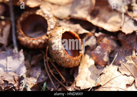Acorn Caps sur sol forestier.california,USA Banque D'Images