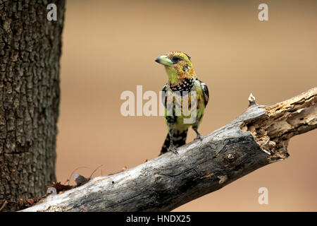 Barbican Promépic (Trachyphonus vaillantii,), des profils sur branch, parc national Kruger, Afrique du Sud, l'Afrique Banque D'Images