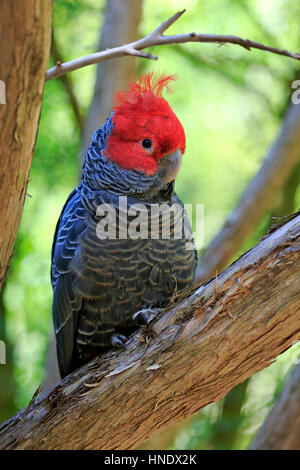 Gang-gang (Callocephalon fimbriatum cacatoès), mâle adulte sur l'arbre, l'Australie du Sud, Australie Banque D'Images