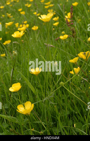 Bulbe d'Buttercup, Ranunculus bulbosus Banque D'Images