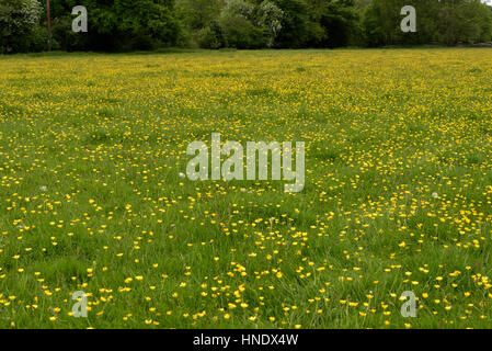 Bulbe d'Buttercup, Ranunculus bulbosus dans un champ Banque D'Images