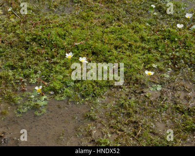 L'eau de bassin-crowfoot, Ranunculus peltatus Banque D'Images