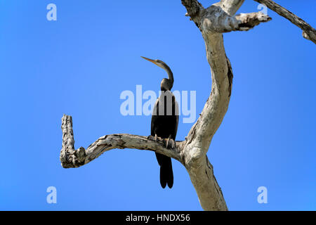 Dard, Oriental (Anhinga melanogaster), l'est vert, vert indien, Oriental, Anhinga, direction générale de l'adulte sur le parc national de Bundala, Sri Lanka, Asie Banque D'Images