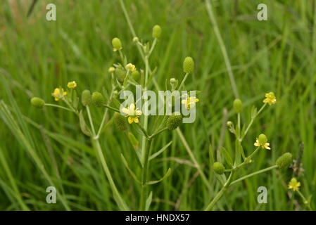 Renoncule à feuilles de céleri, Ranunculus sceleratus Banque D'Images